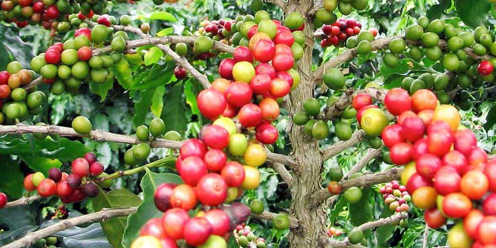 coffee trees